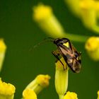 Orthops basalis im Foeniculum vulgare