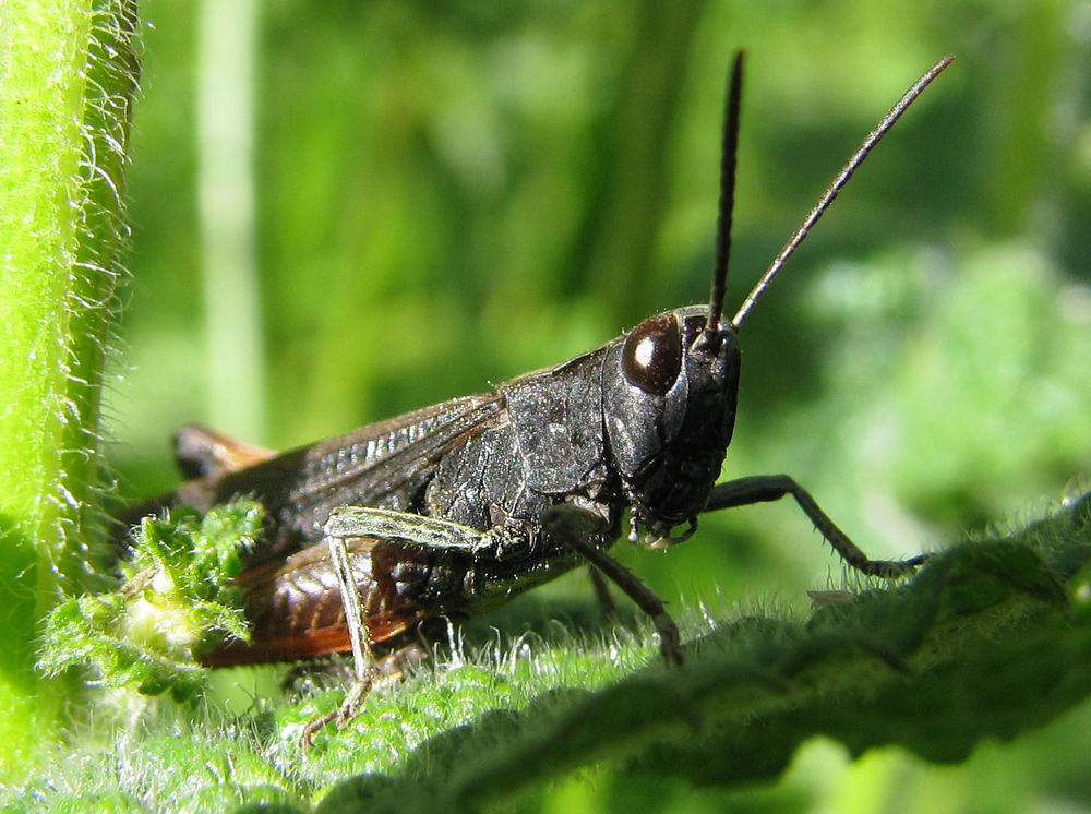 Orthoptera