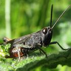 Orthoptera