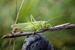 Orthoptera