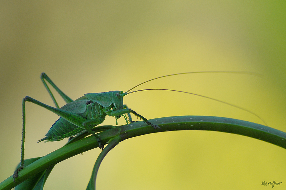 Orthoptera