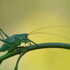 Orthoptera