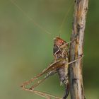 Orthoptera