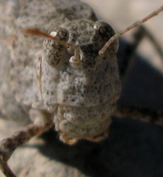 Orthoptera