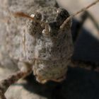 Orthoptera