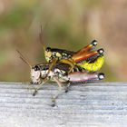 Orthoptera