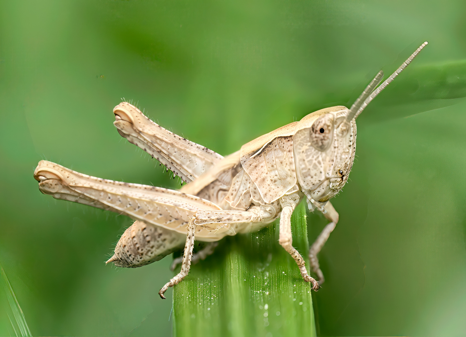 Orthoptera