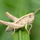 Orthoptera