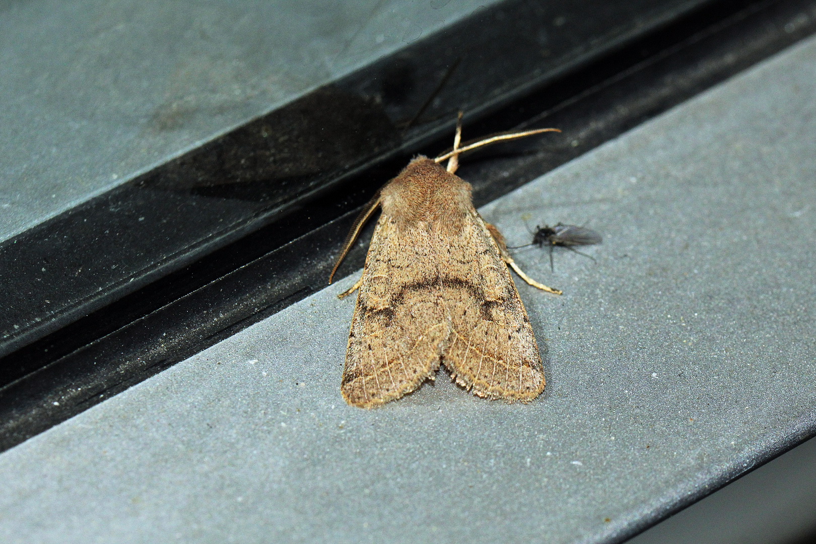 Orthosia cerasi