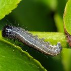 Orthosia Cruda