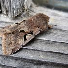 Orthosia gothica