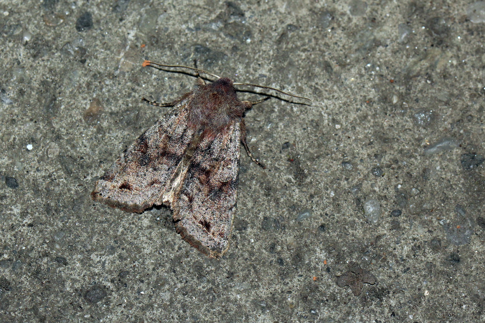 Orthosia incerta