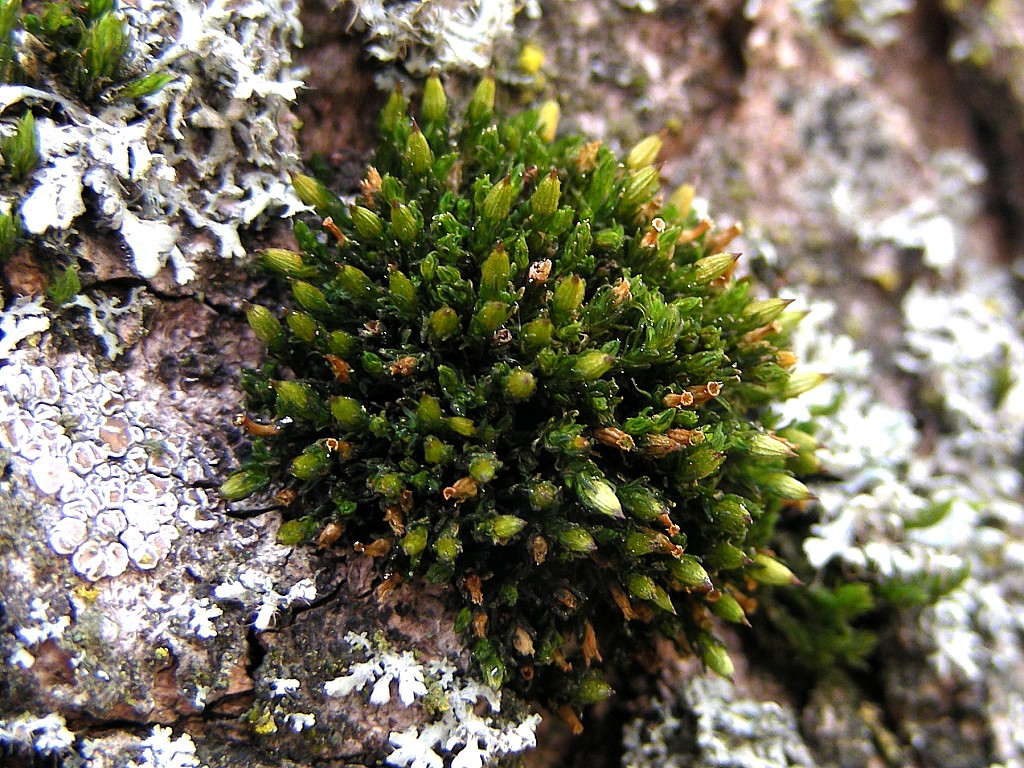 Orthotrichum rogeri