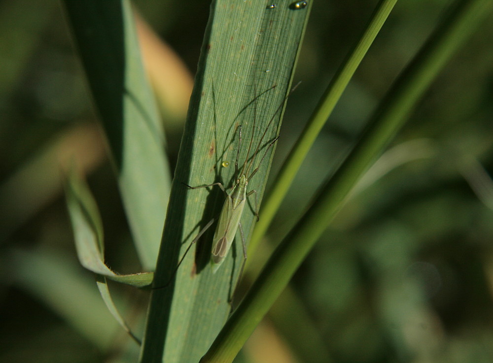 Orthotylus flavinervis