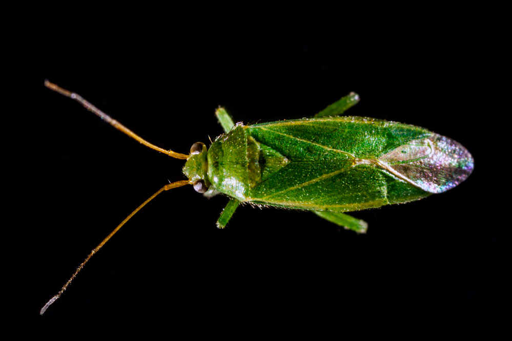 Orthotylus marginalis