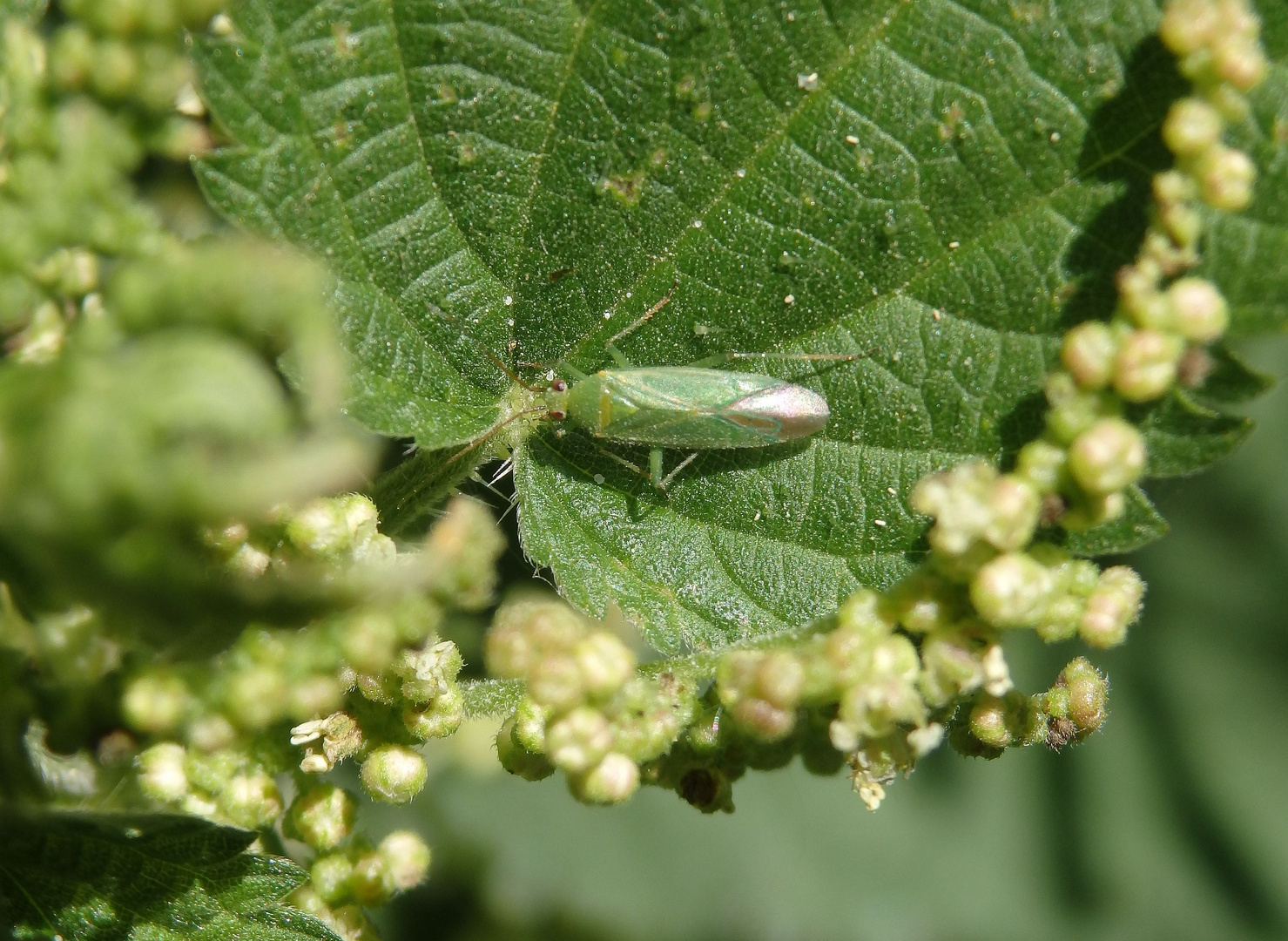 Orthotylus marginalis auf Brennnessel