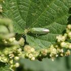 Orthotylus marginalis auf Brennnessel