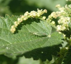 Orthotylus marginalis auf Brennnessel