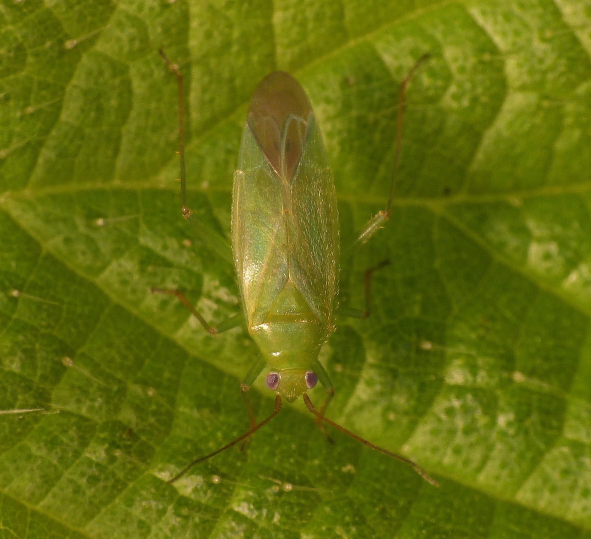 Orthotylus viridinervis - Gestern war es noch eine Nymphe