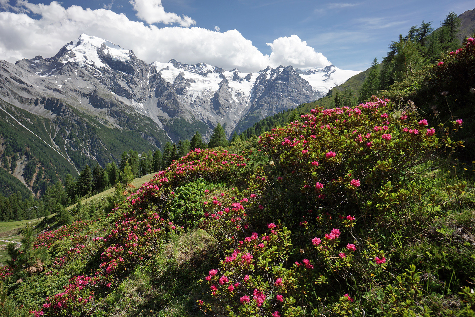 Ortler mit Alpenrose