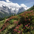 Ortler mit Alpenrose