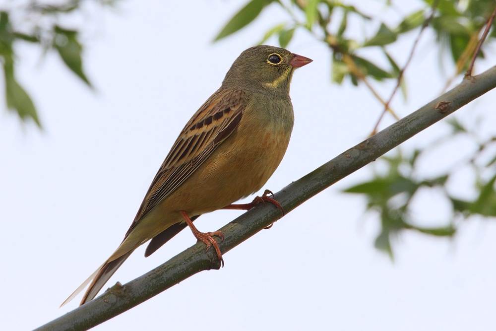 Ortolan