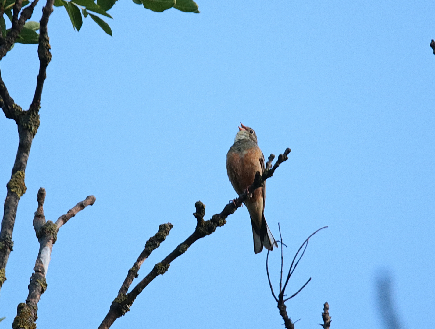 Ortolan