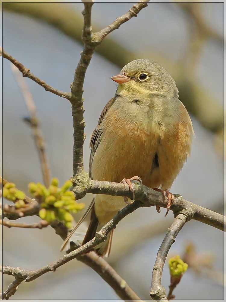 Ortolan