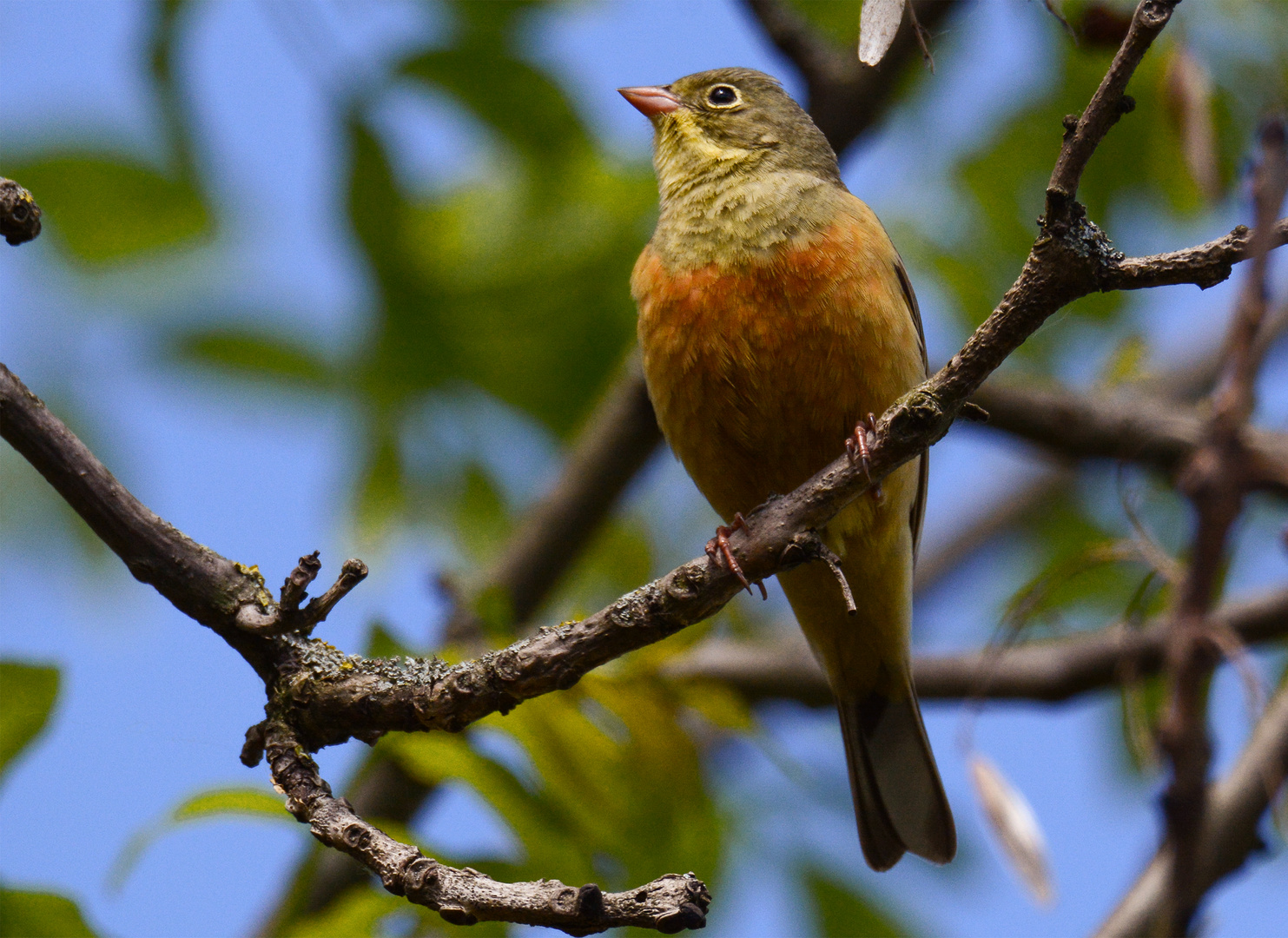 Ortolan