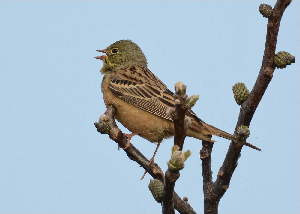 Ortolan