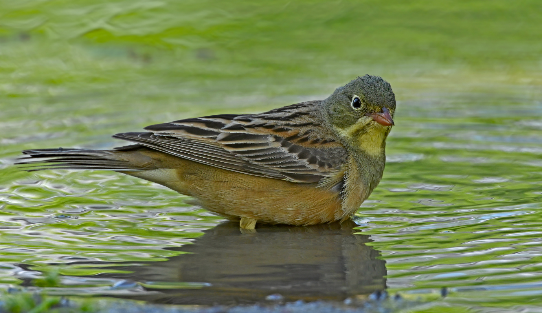 Ortolan 