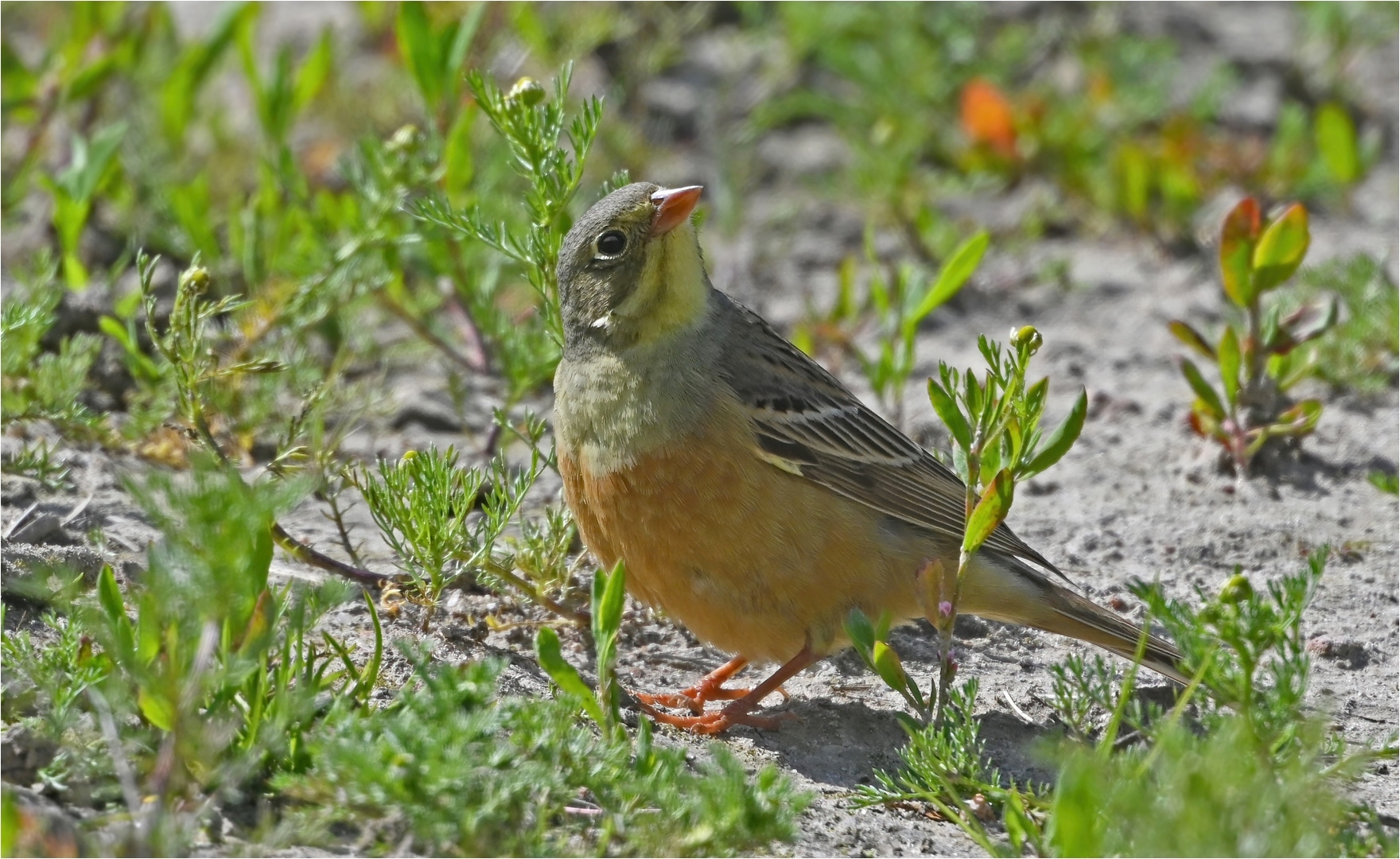 Ortolan 