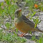 Ortolan 