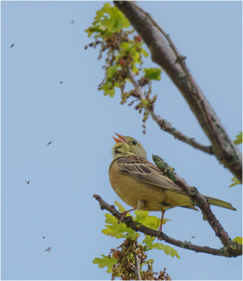 Ortolan