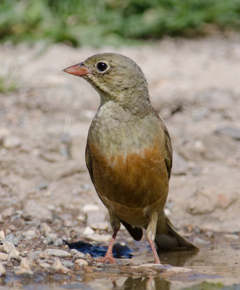 Ortolan