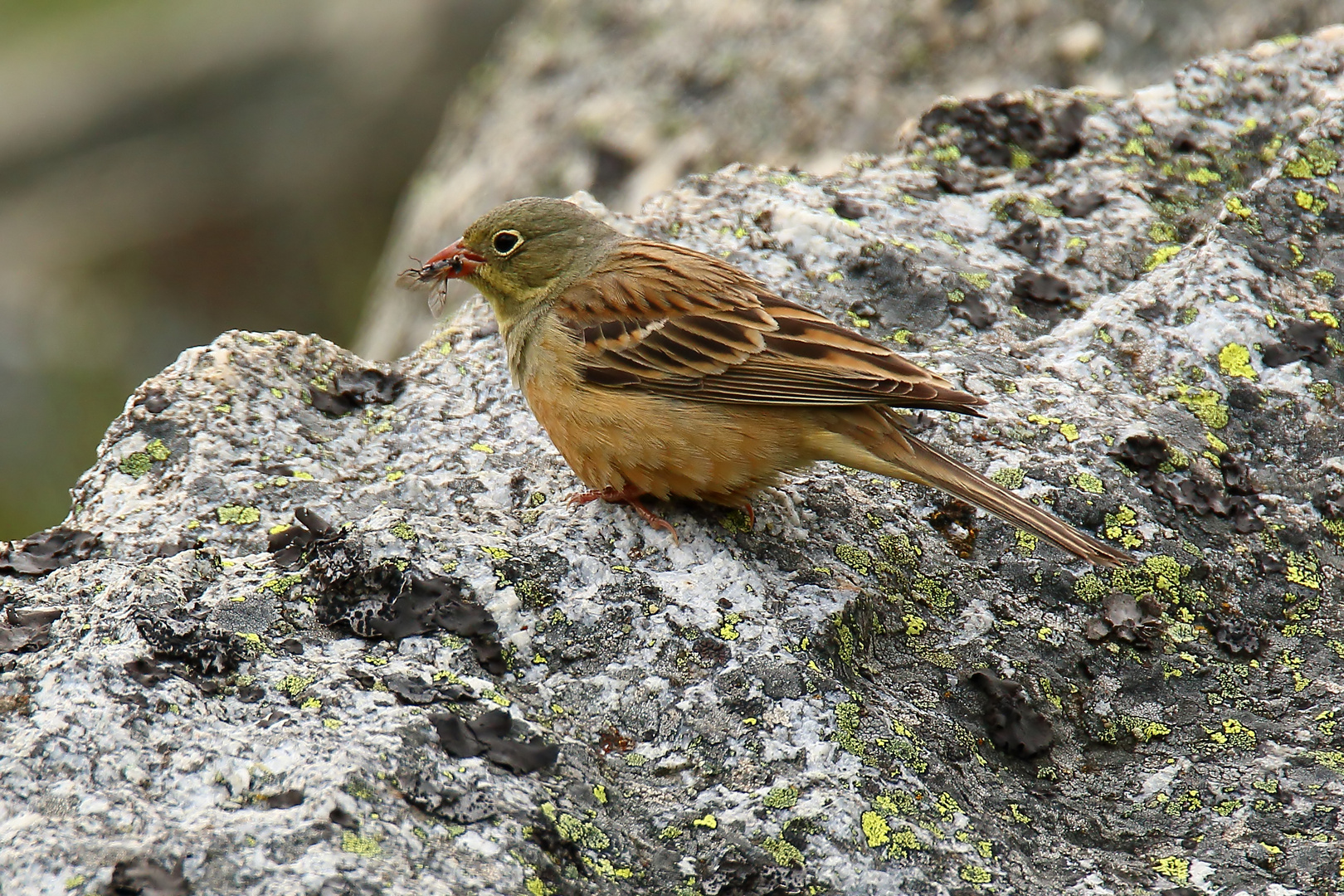 Ortolan