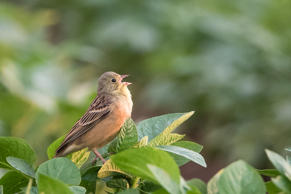 Ortolan