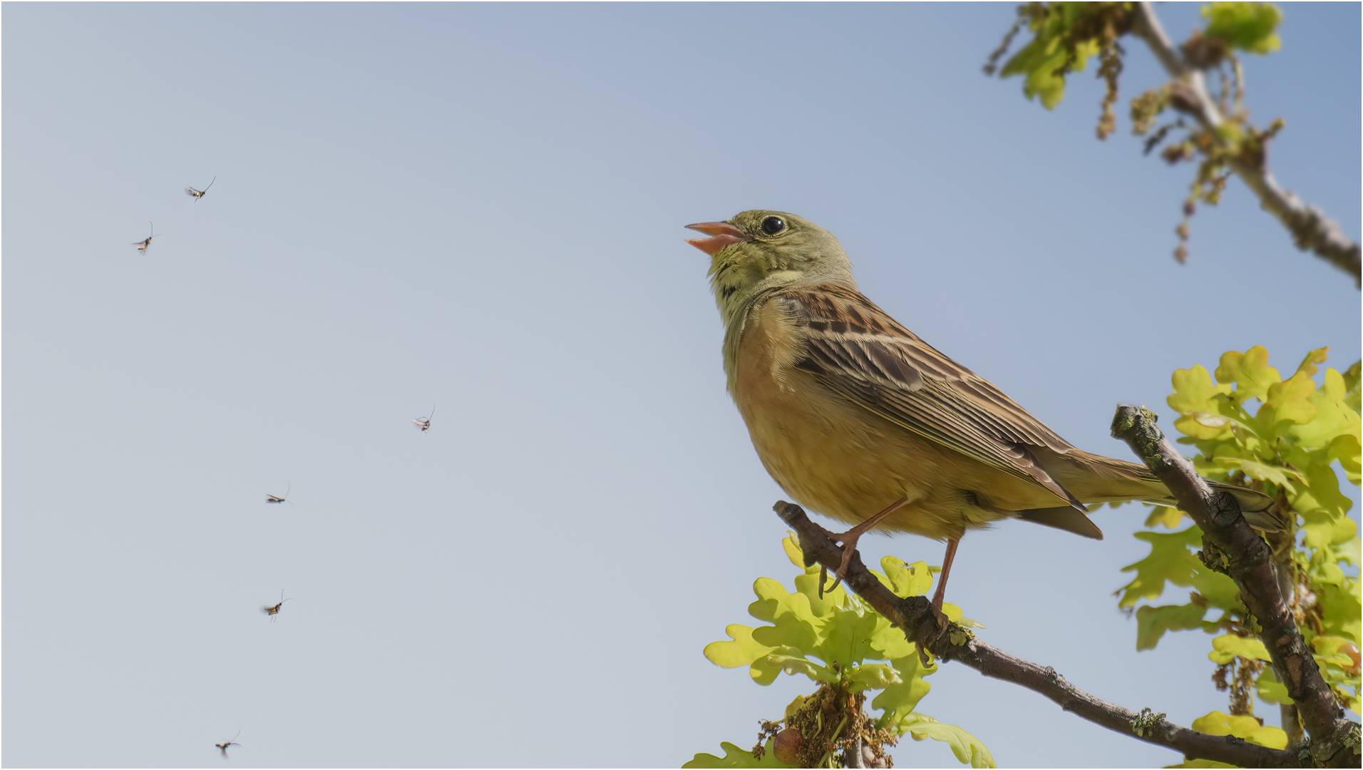 Ortolan