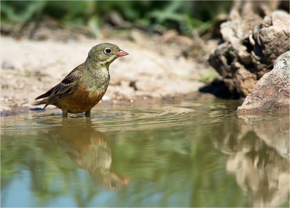 Ortolan