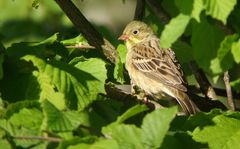 Ortolan