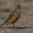 Ortolan bunting 2