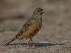 Ortolan bunting 2