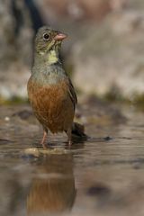 Ortolan bunting