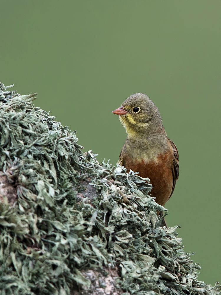 Ortolan bunting