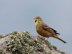 Ortolan bunting