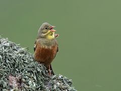 Ortolan bunting