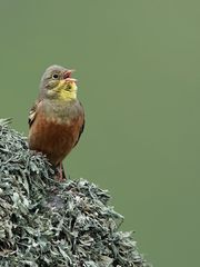 Ortolan bunting