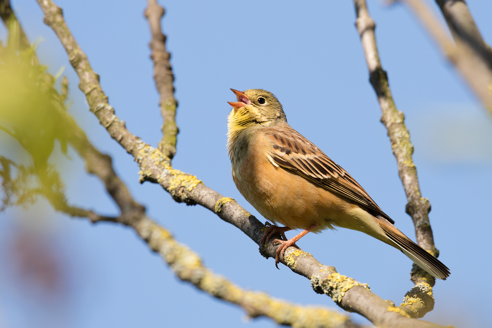 Ortolan