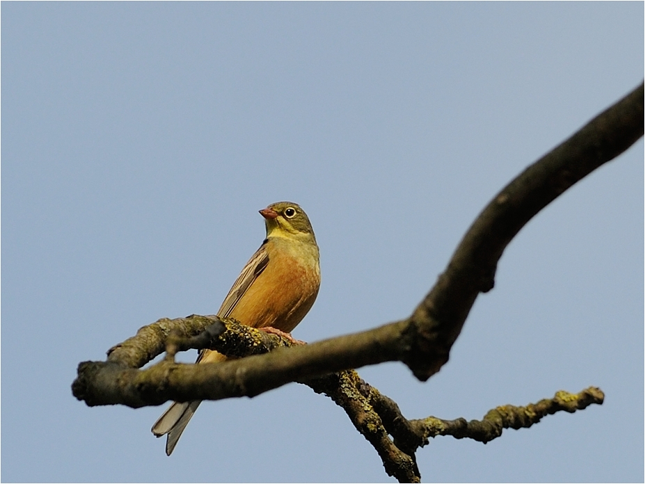 Ortolan