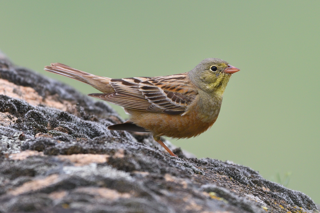 Ortolan